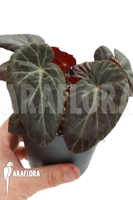 Begonia burkillii Dark Form