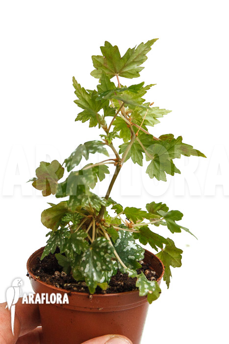 Begonia dregei ssp shepherdii