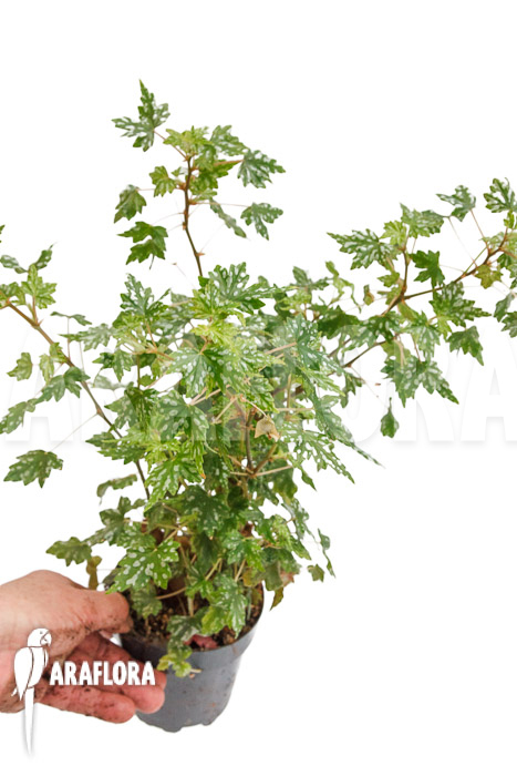 Begonia dregei ssp shepherdii