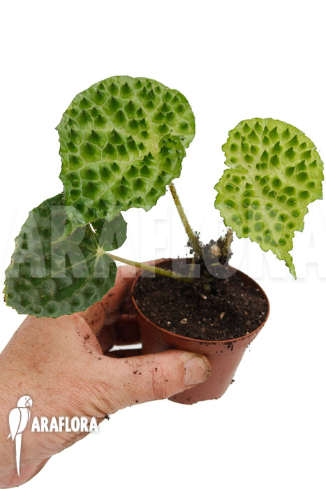 Begonia ferox Green Form  ‘starter’