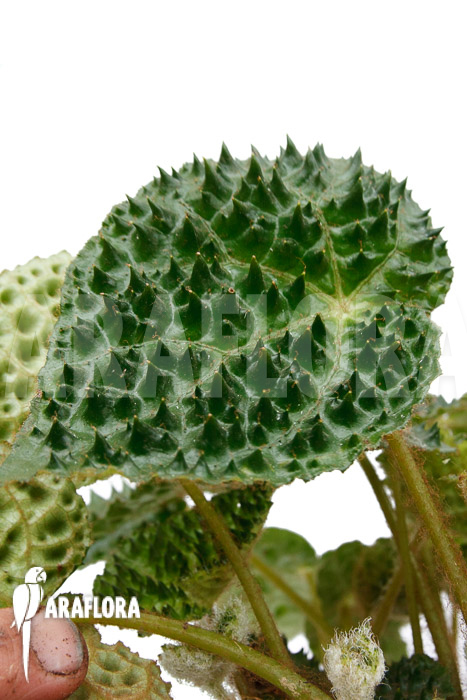 Begonia ferox Green Form  ‘starter’