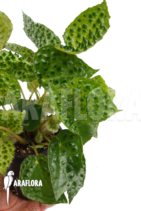 Begonia ferox Green Form  ‘starter’