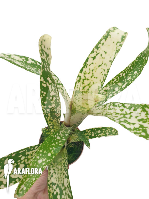 Billbergia clone AB01