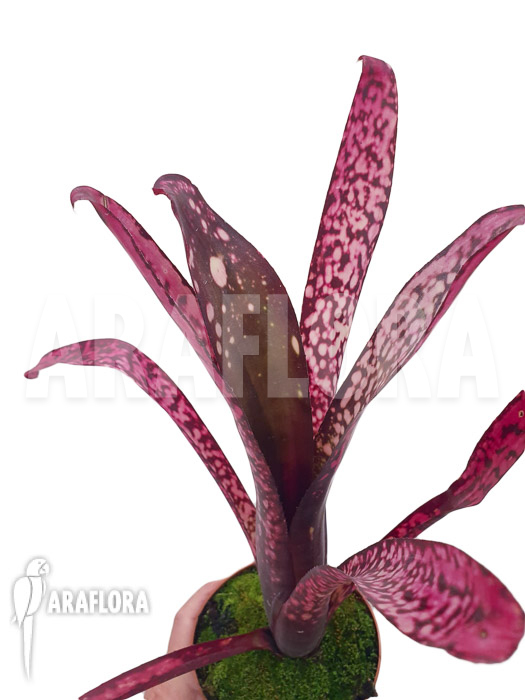 Billbergia clone AB04