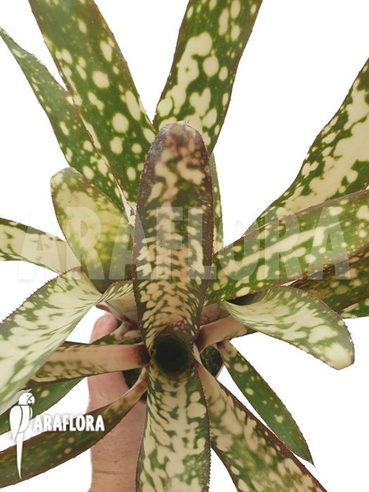 Billbergia clone AB06