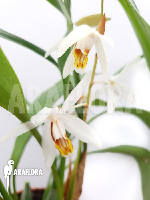 Coelogyne huttneriana