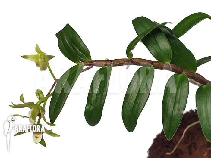 Dendrobium catenatum