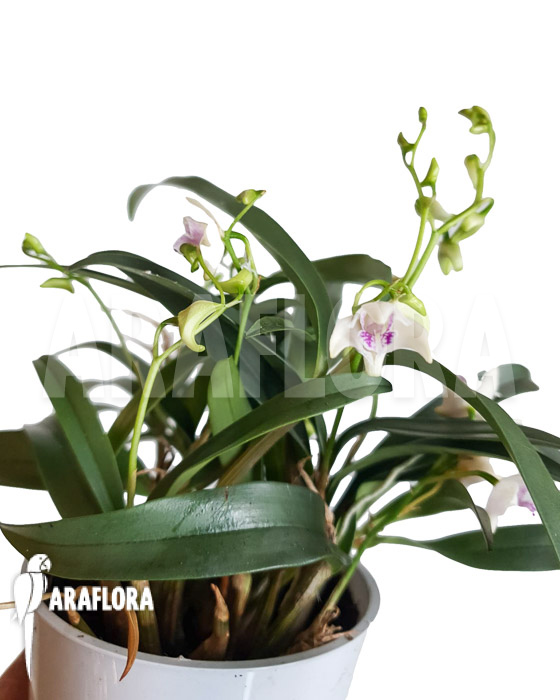 Dendrobium kingianum var silcockii