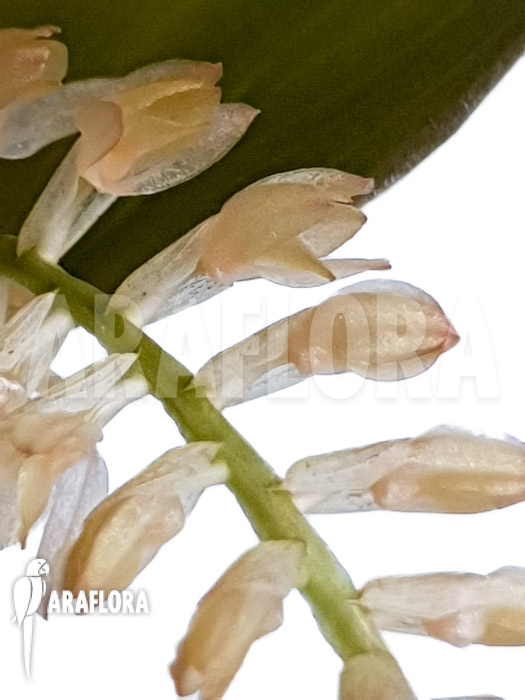 Dendrochilum convallariiforme