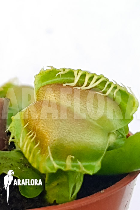 Dionaea muscipula ‘One and only 05’