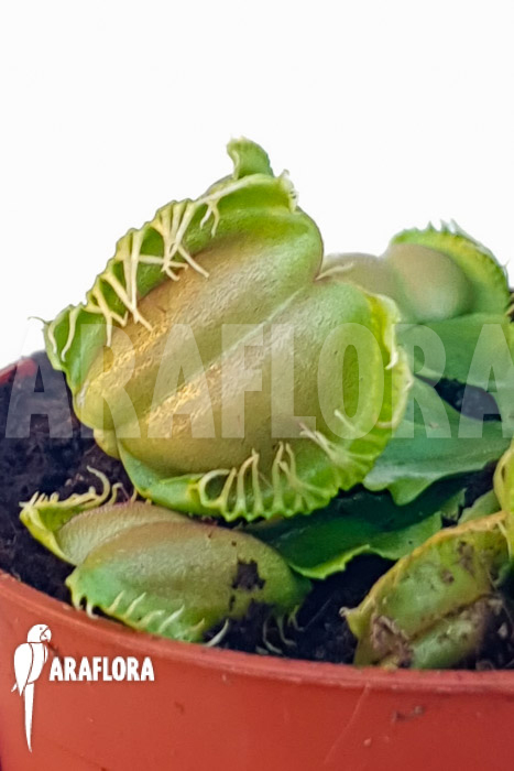 Dionaea muscipula ‘One and only 05’