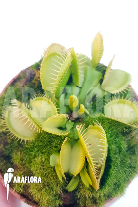 Dionaea muscipula ‘One and only 06’