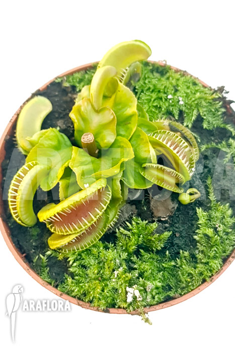 Dionaea muscipula ‘One and only 07’