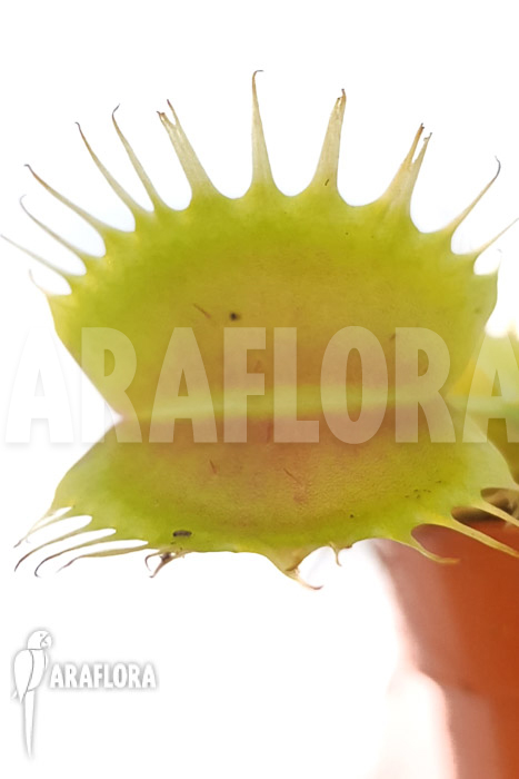 Dionaea muscipula ‘One and only 10’