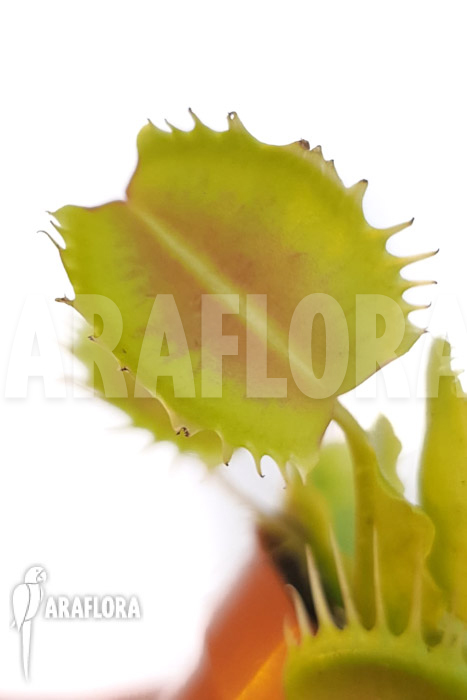 Dionaea muscipula ‘One and only 10’