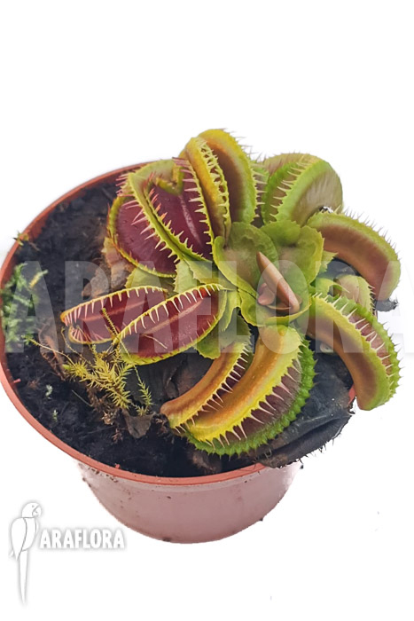 Dionaea muscipula ‘One and only 13’