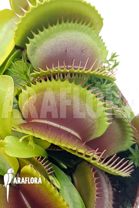 Dionaea muscipula ‘One and only 16’
