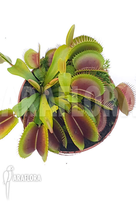 Dionaea muscipula ‘One and only 16’