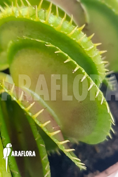 Dionaea muscipula ‘One and only 17’