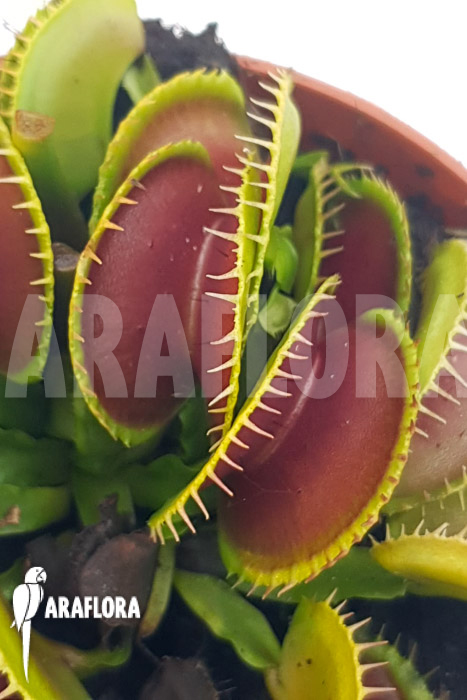 Dionaea muscipula ‘One and only 18’
