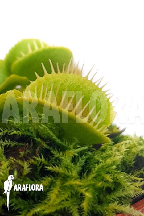 Dionaea muscipula ‘One and only 24’