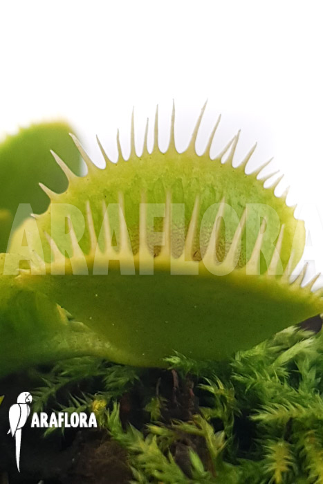 Dionaea muscipula ‘One and only 24’