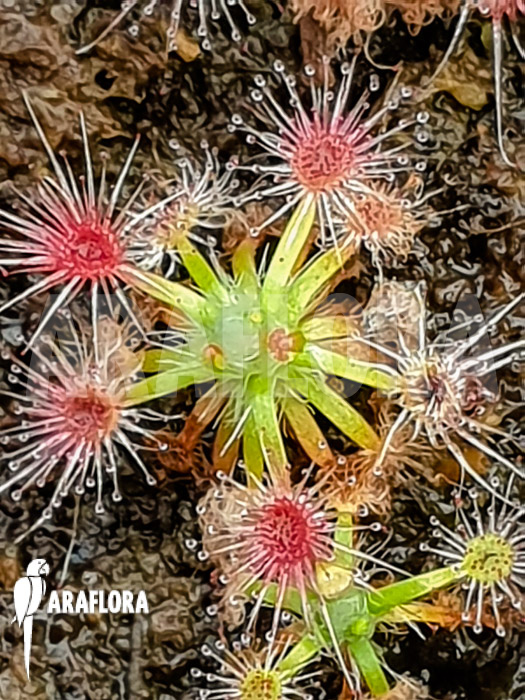 Drosera closterostigma