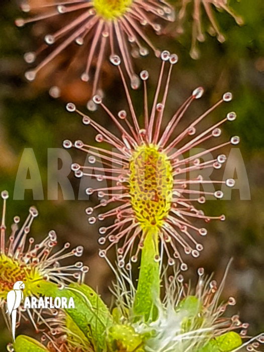 Drosera lasiantha