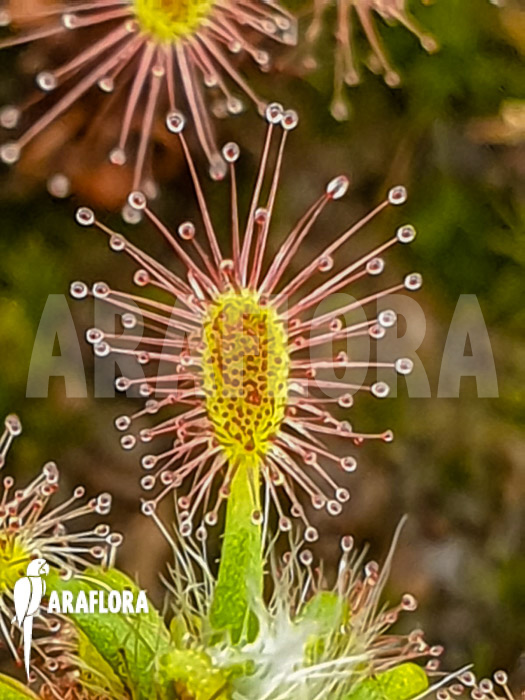 Drosera lasiantha