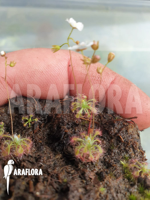 Drosera leucostigma