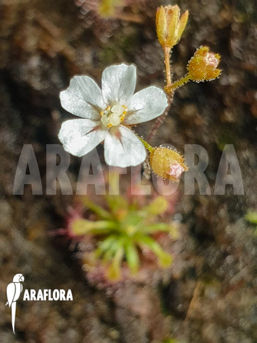 Drosera leucostigma