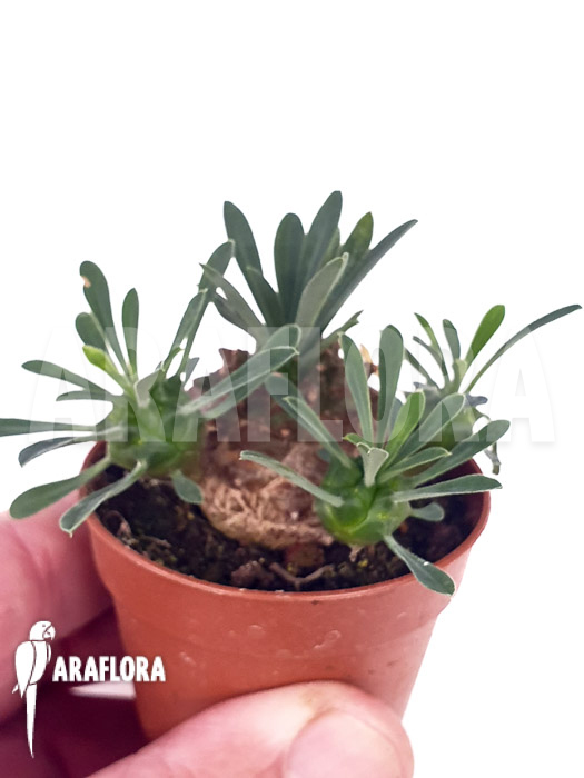 Euphorbia bupleurifolia ‘Starter’