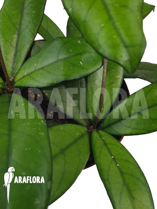 Hoya crassipetiolata ‘Starter’