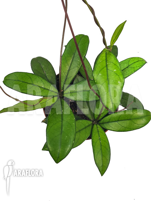 Hoya crassipetiolata ‘Starter’