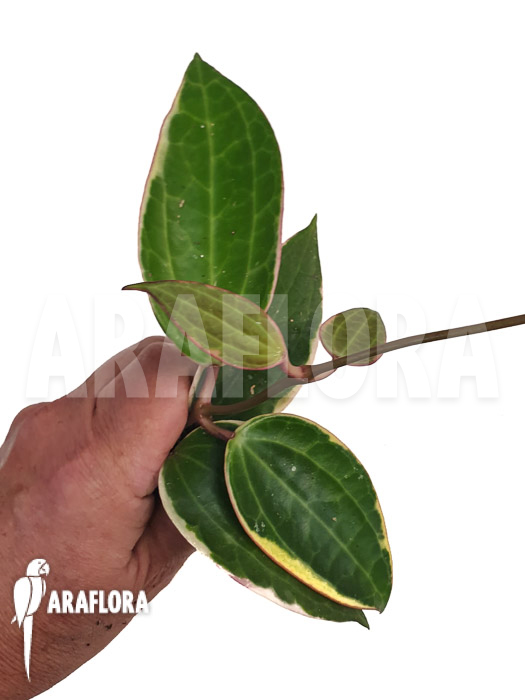 Hoya macrophylla ‘albomarginata’ ‘Starter’
