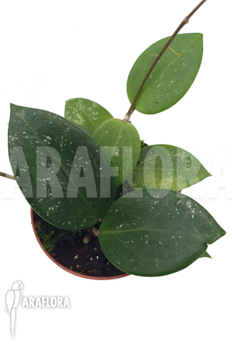 Hoya parasitica ‘splash’