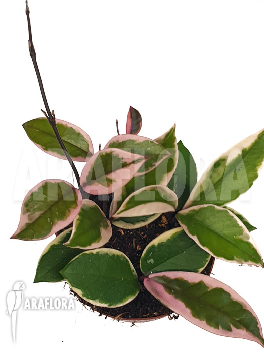 Hoya sp Flamingo dream ‘Starter’