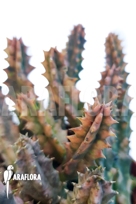Huernia zebrina ‘pink’
