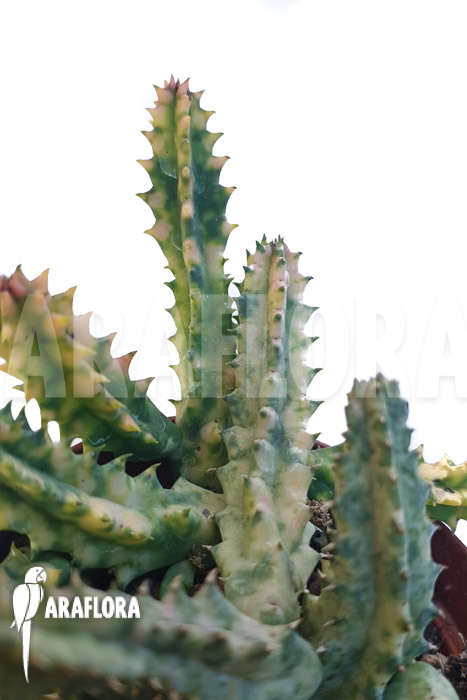 Huernia zebrina ‘white’