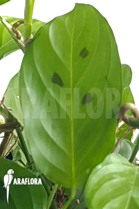 Marantha depressa