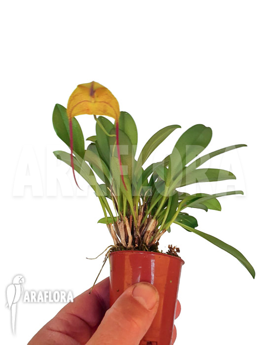 Masdevallia triangularis