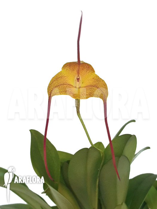 Masdevallia triangularis