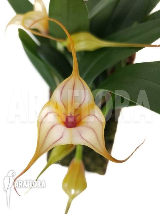 Masdevallia unknown