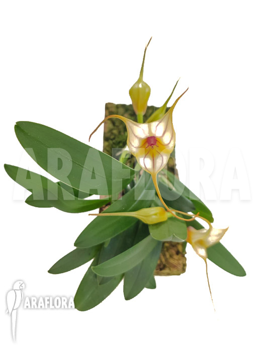Masdevallia-unknown-5