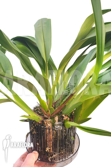 Maxillaria sanderiana