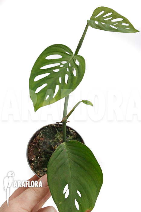 Monstera adansonii ssp laniata Indanza
