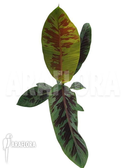 Musa acuminata ‘Tiger stripes’