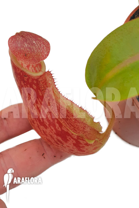 Nepenthes veitchii ‘S’