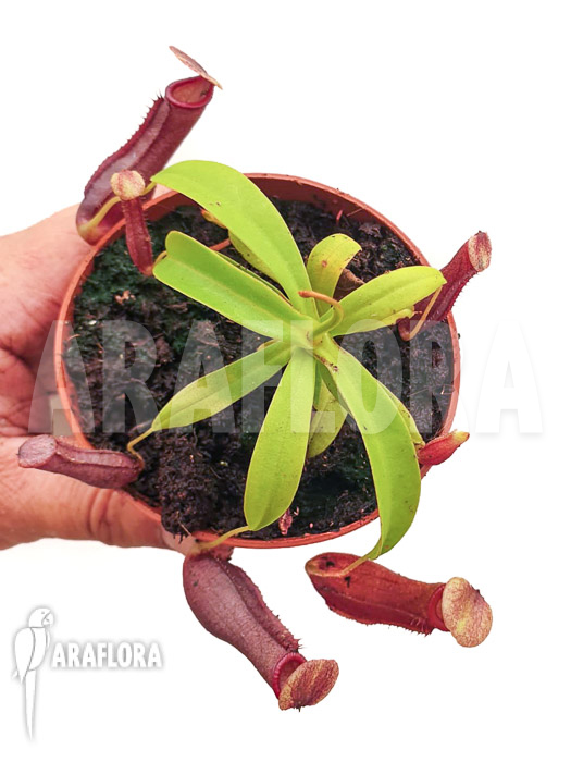 Nepenthes x singalana x ventricosa ‘Starter’