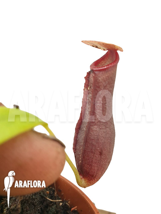 Nepenthes x singalana x ventricosa ‘Starter’